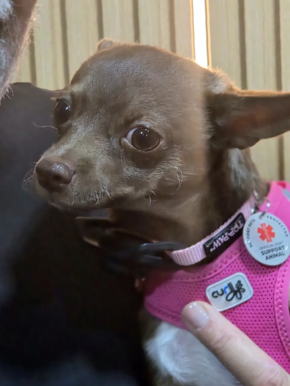 Close-up of Demi with her big brown eyes and pink harness