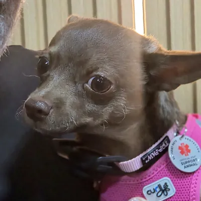 Close-up of Demi with her big brown eyes and pink harness