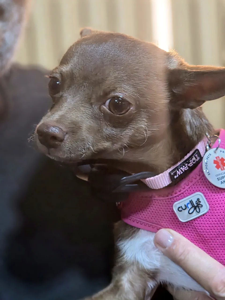 Demi looking over her shoulder, chocolate coat and pink harness