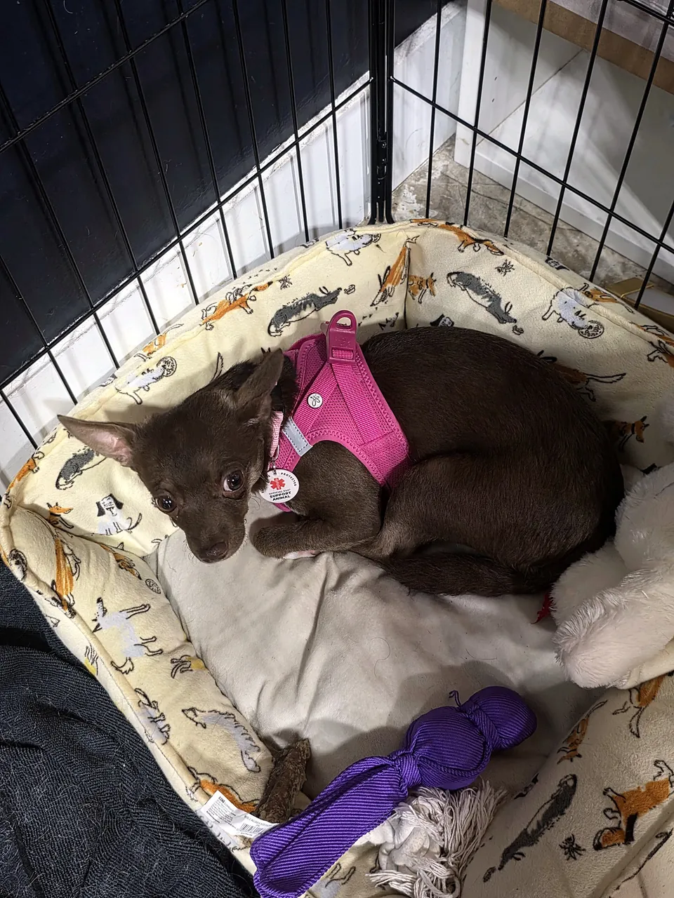 Demi curled up in her cozy yellow bed with a purple toy