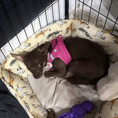 Demi curled up in her cozy yellow bed with a purple toy