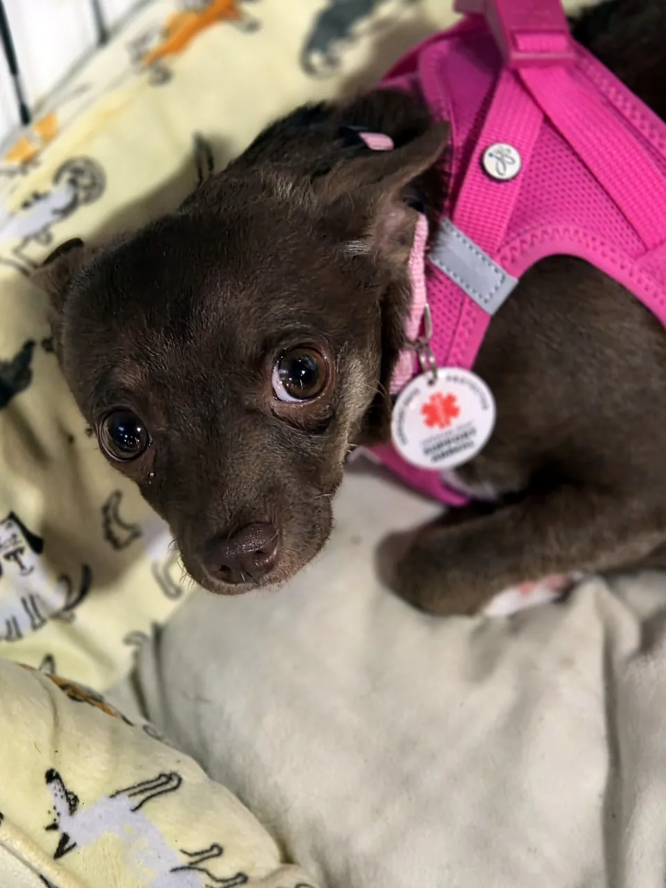 Demi the chocolate Chihuahua puppy looking up with big brown eyes, wearing a pink harness