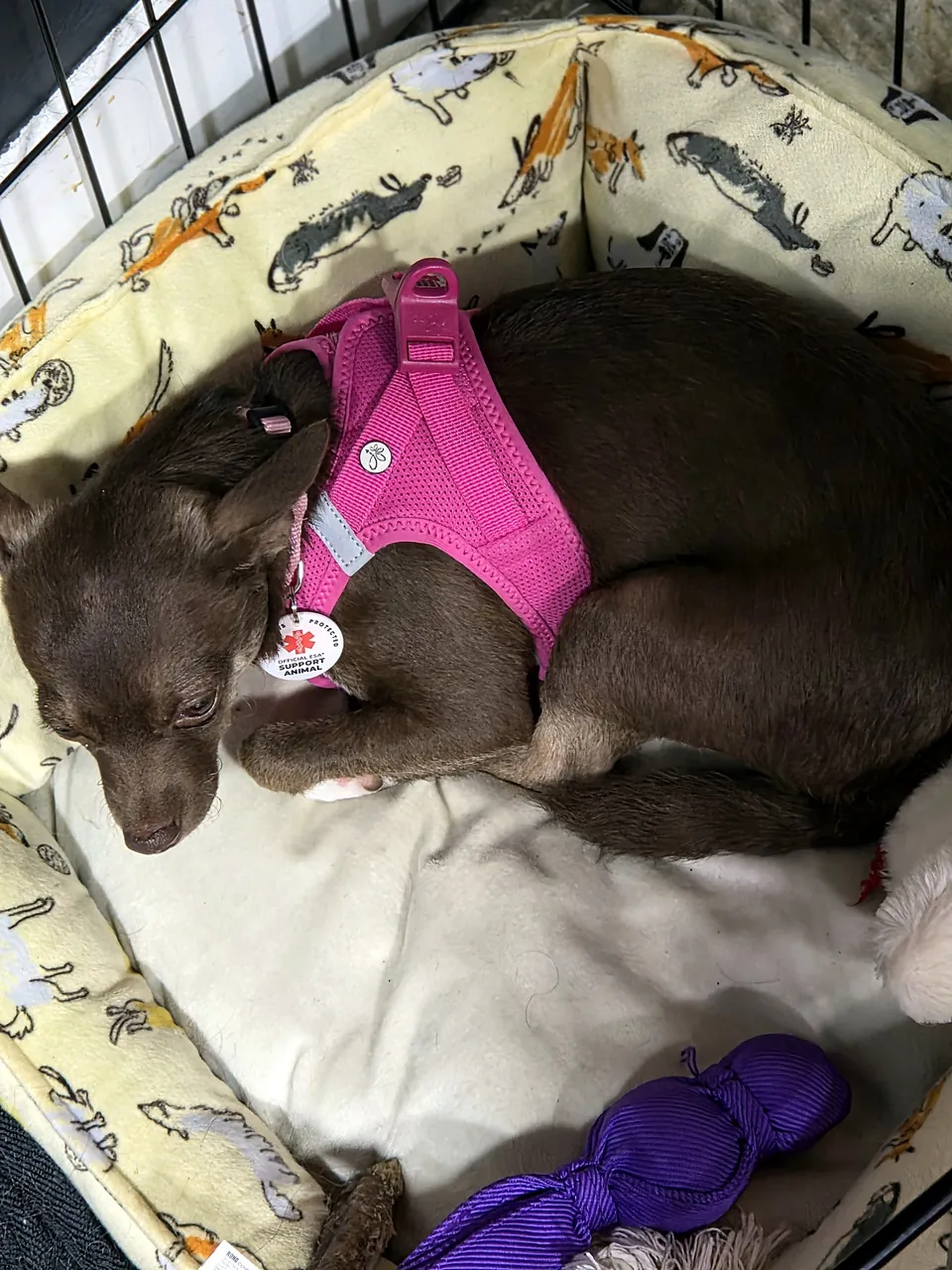 Demi curled up for a nap in her bed