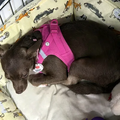 Demi curled up for a nap in her bed