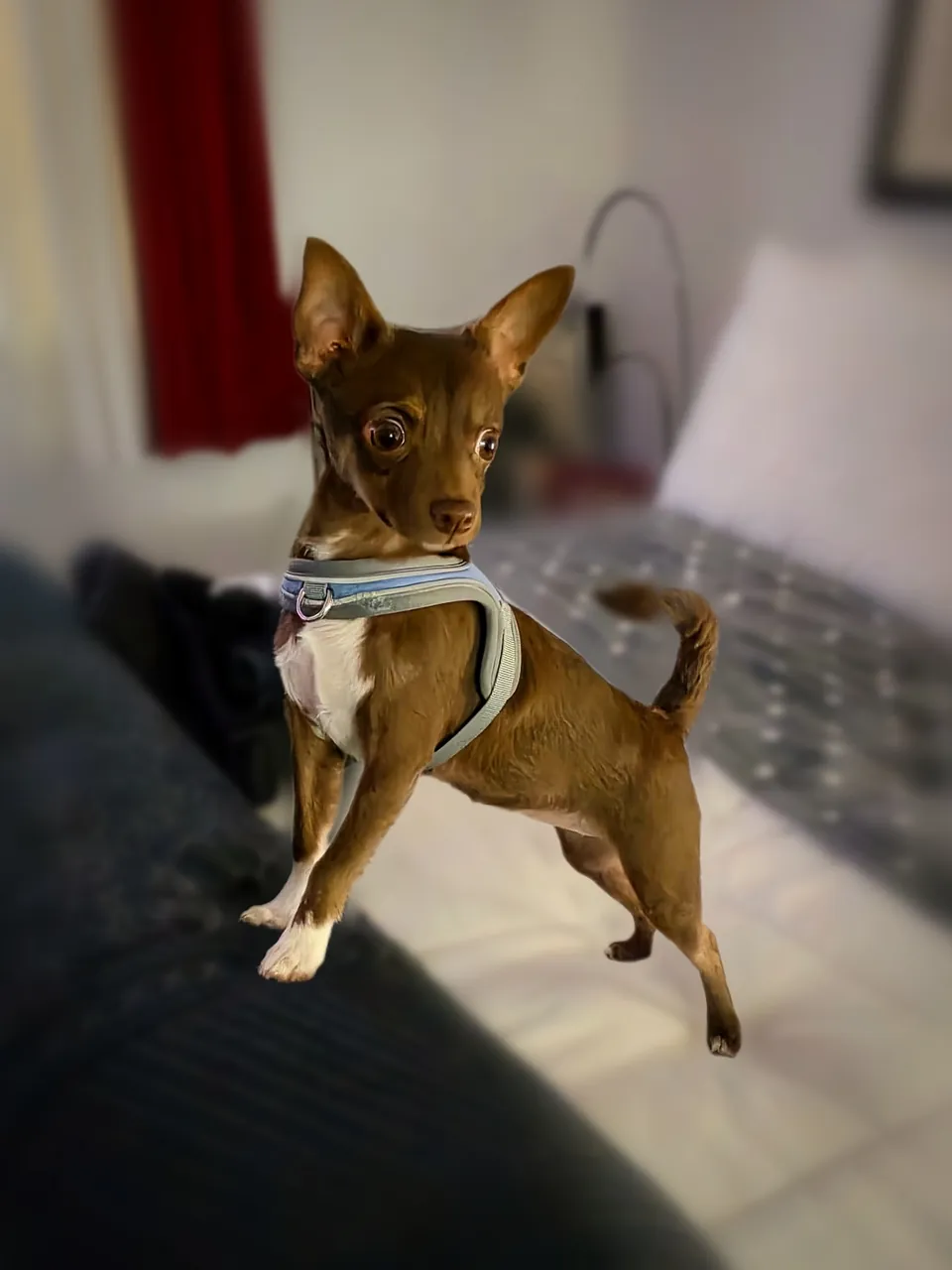 Demi standing tall on the bed with her big ears up, wearing a gray harness